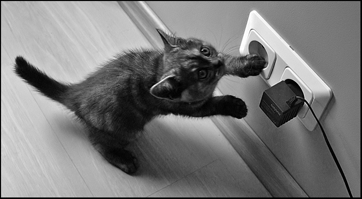 мама ! смотри, там ктото прячется .. котёнок