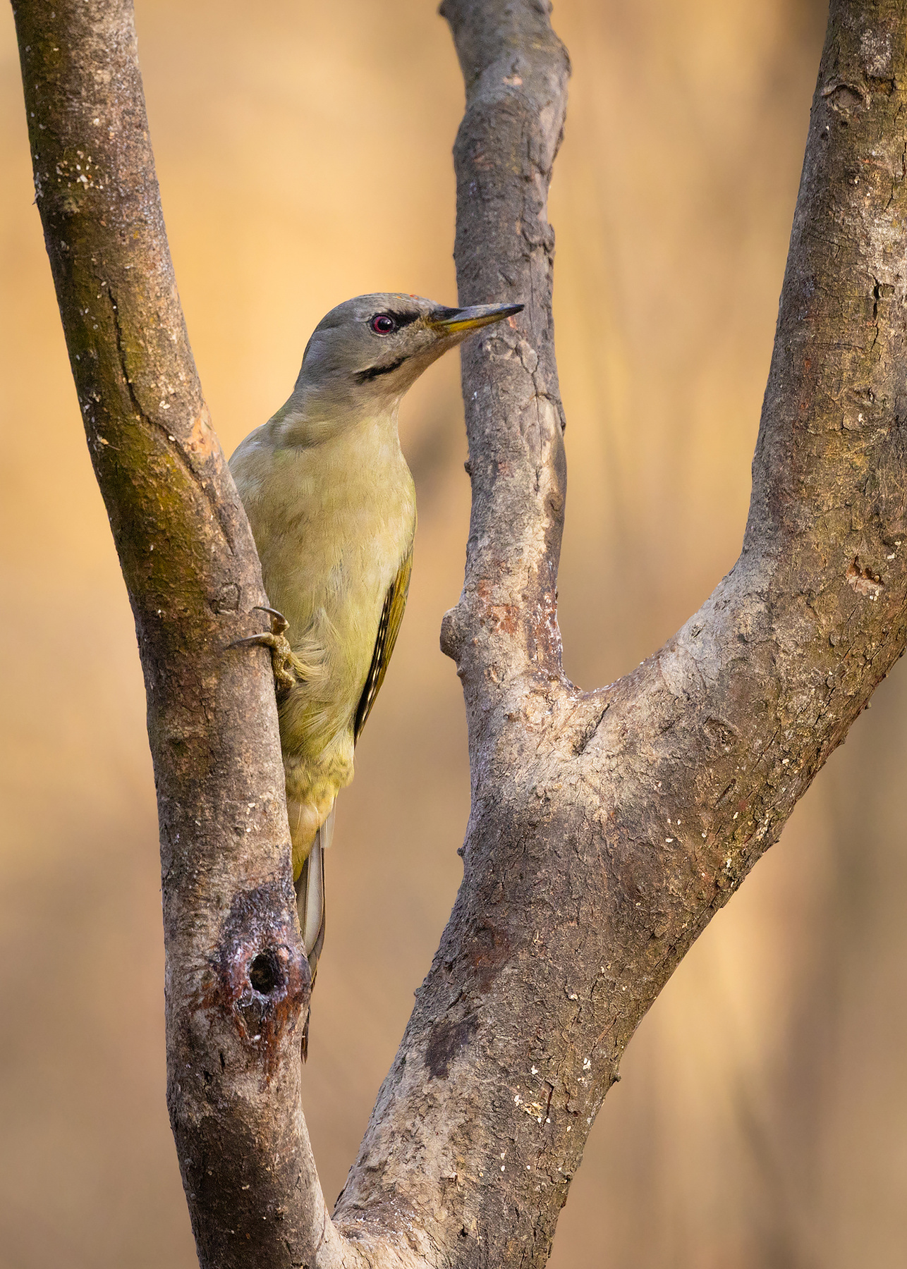 Eurasian Green Woodpecker 