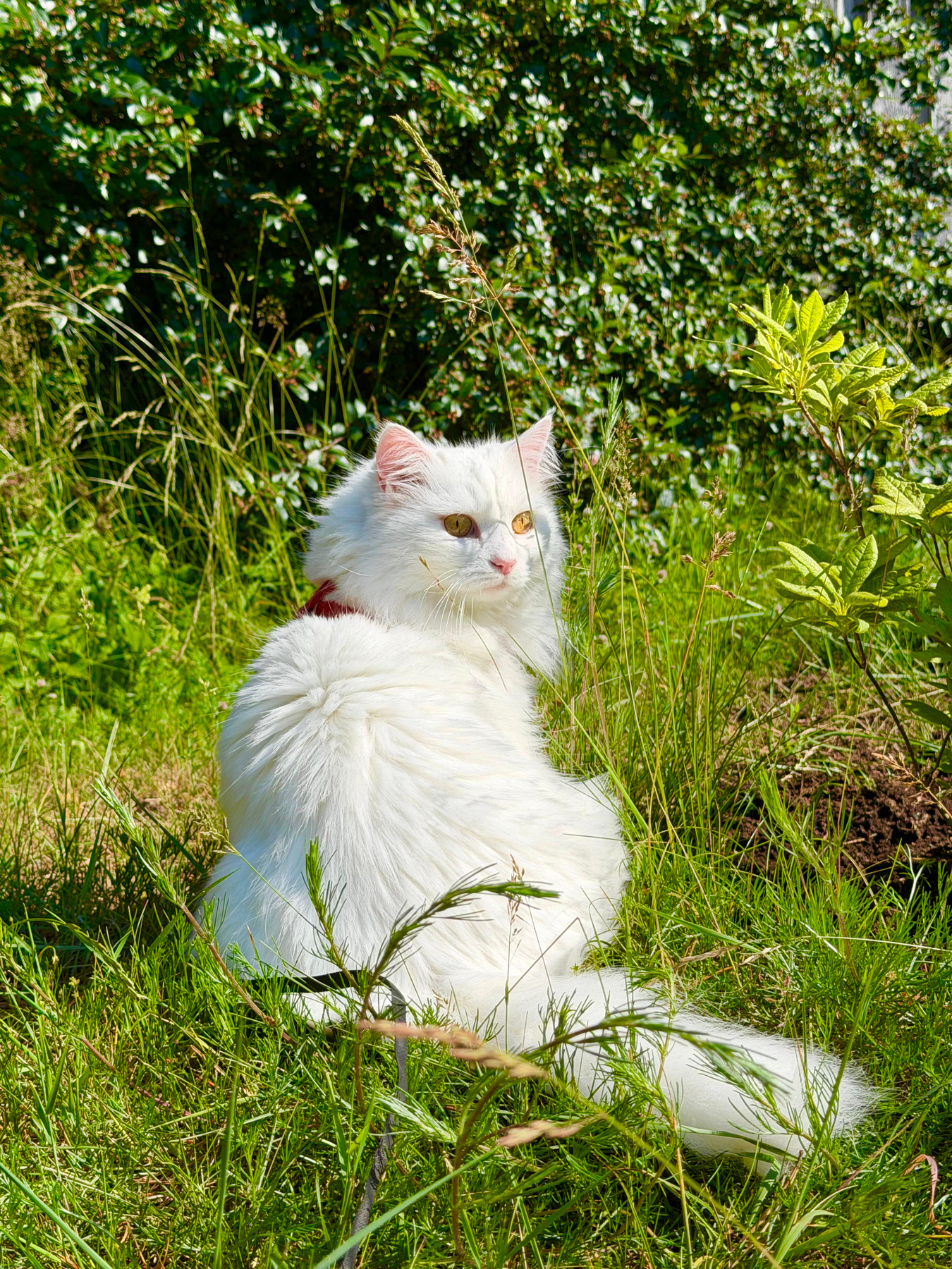 Nika 