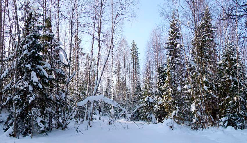 -25 мороз и солнце день чудесный