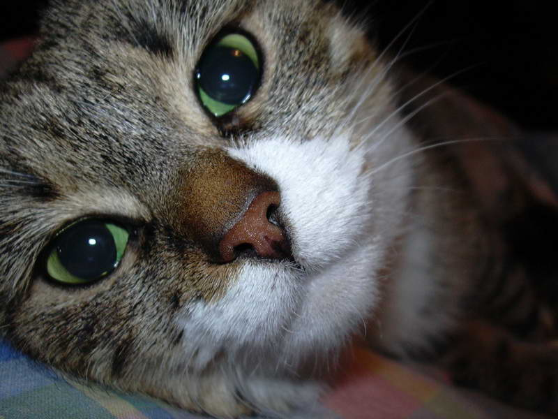 Кошечка Животные, кошка