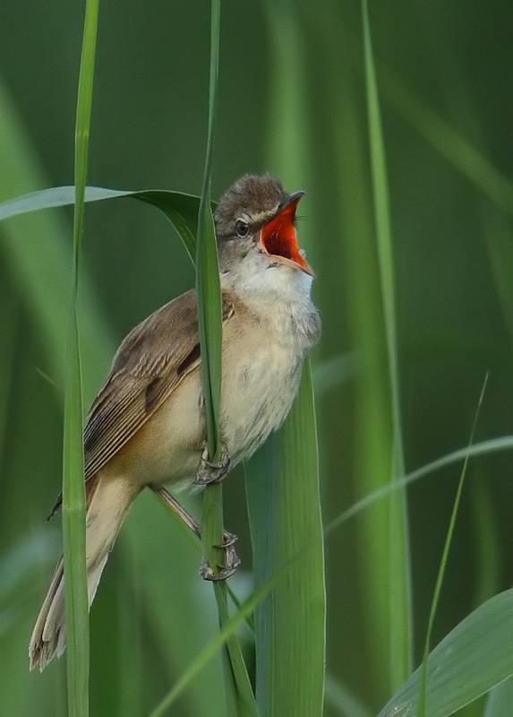 Верхнее до Дроздовидная камышевка (Acrocephalus arundinaceus)
