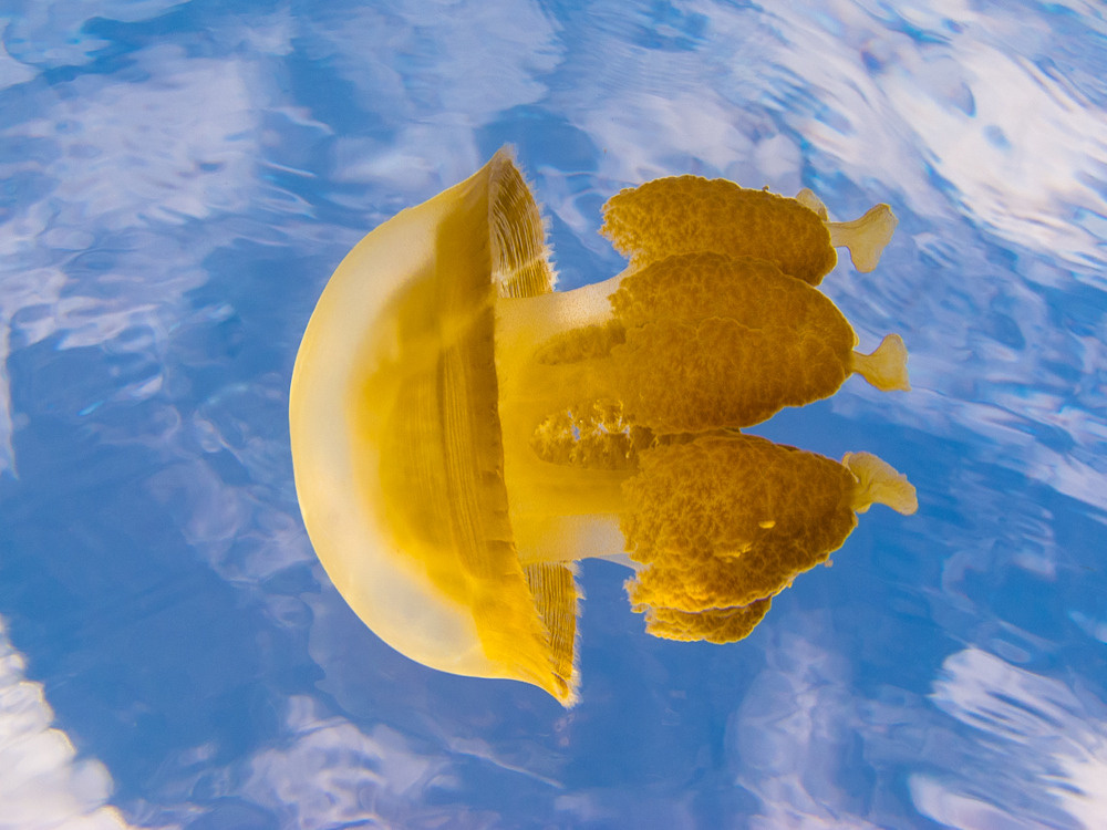 jellyfish lake 