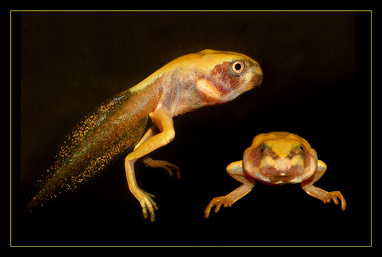 Босх отдыхает головастики коралловопалая литория Litoria caerulea