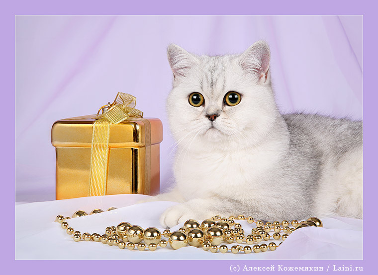 *подарочное* кошка шотландская страйт шиншилла