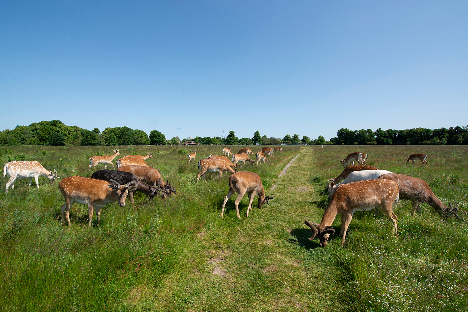 Олени Лондона Лондон Хамптон Корт Парк Hampton Court Park Олени