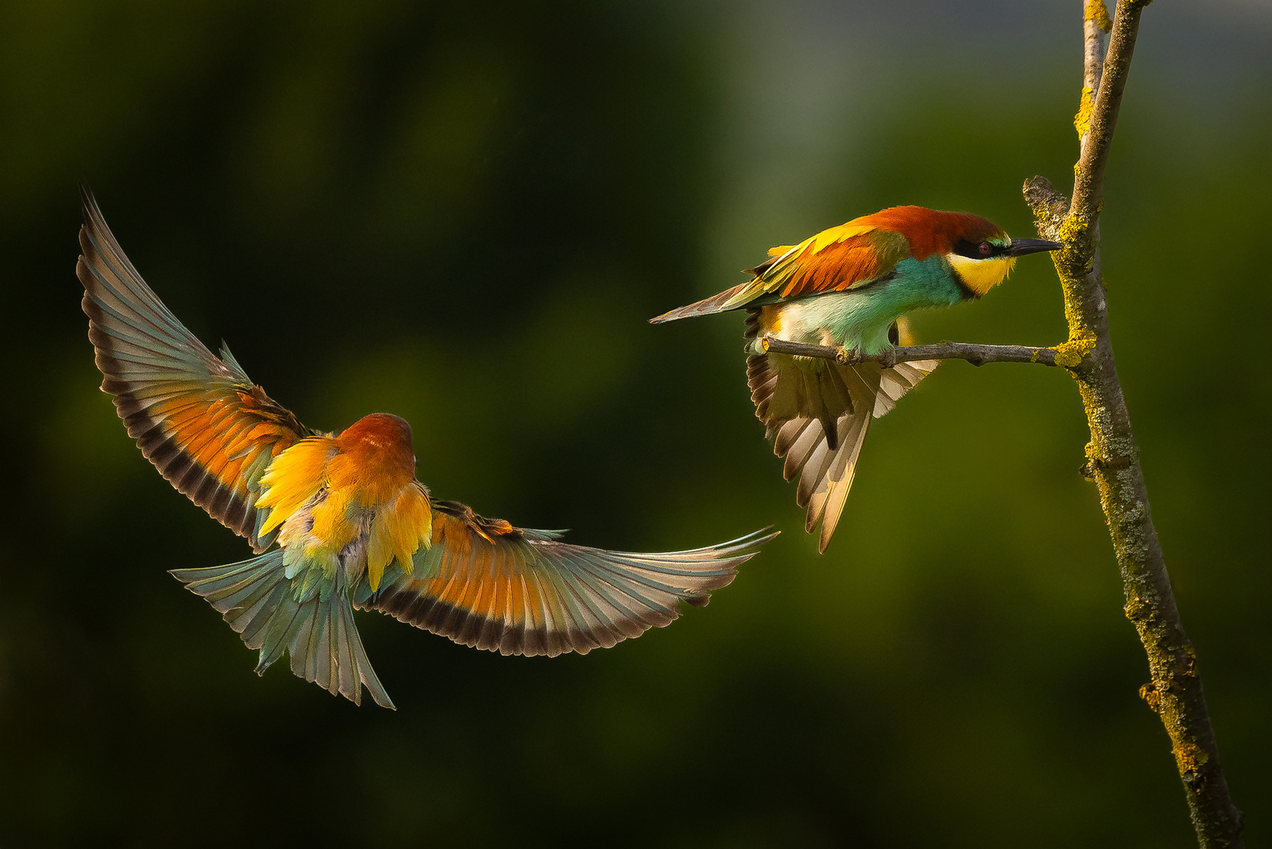 Bee-eater 