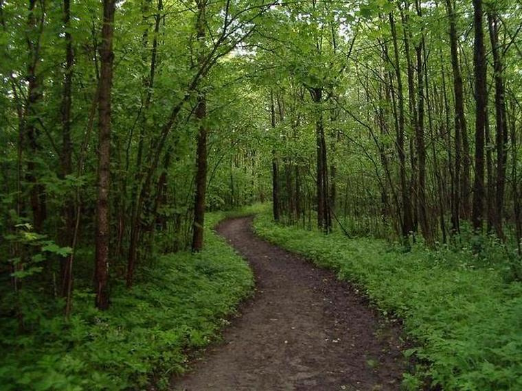 Forest Road Природа, лес, тропинка, дорога