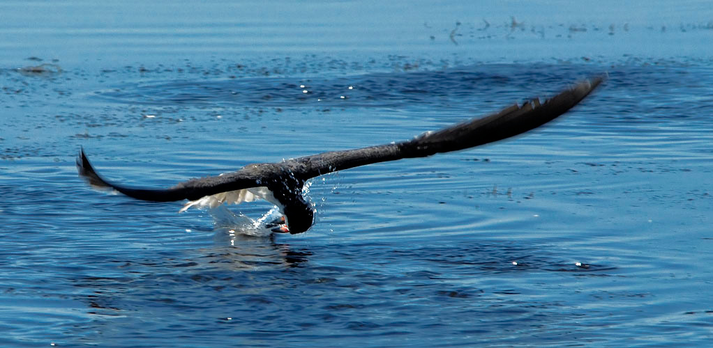 Осечка Черный водорез, Rhynchops niger, Болса Чика, Black Skimmer, Bolsa Chica, California