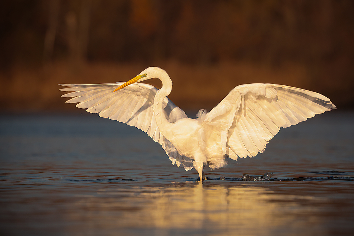 Heron 
