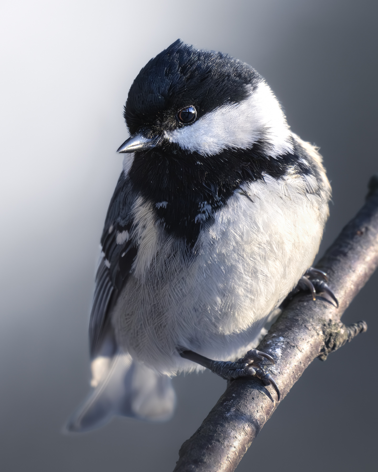 Московка (Periparus ater) 
