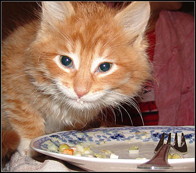 И что? Твоя миска, что ли?!!! не люблю кошек