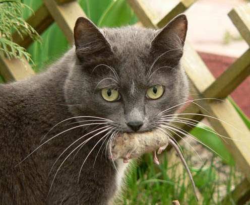 Кошки-мышки Кошка мышка