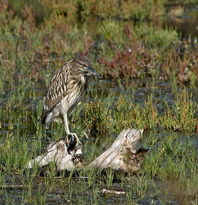 Игры в прятки #5 Кваква, Nycticorax nycticorax, Black-crowned Night-Herron, Malibu Lagoon, California