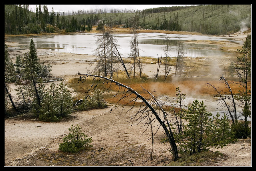 Пейзаж с кривым деревом и рыжей травой Yellowstone