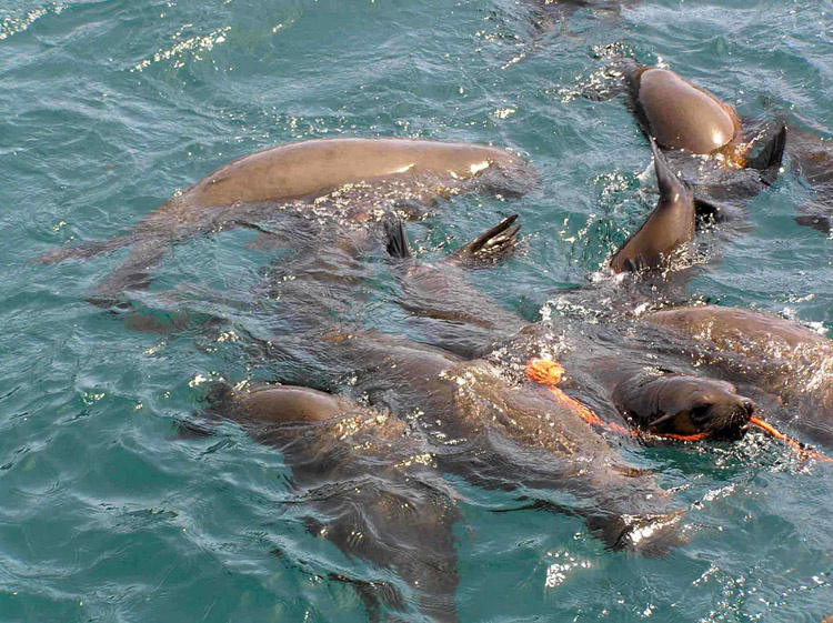 playing seals 