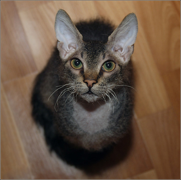 *** кот кошка сфинкс