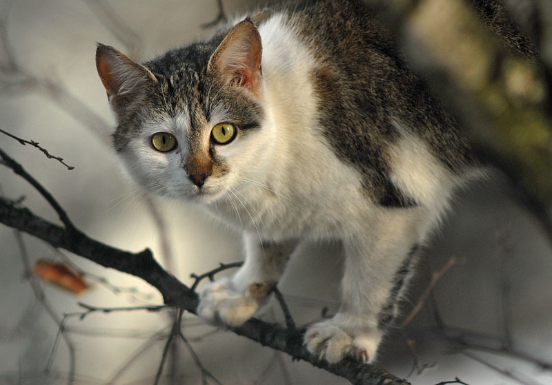 Кот кот глаза ветки