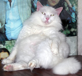Котик Моня 