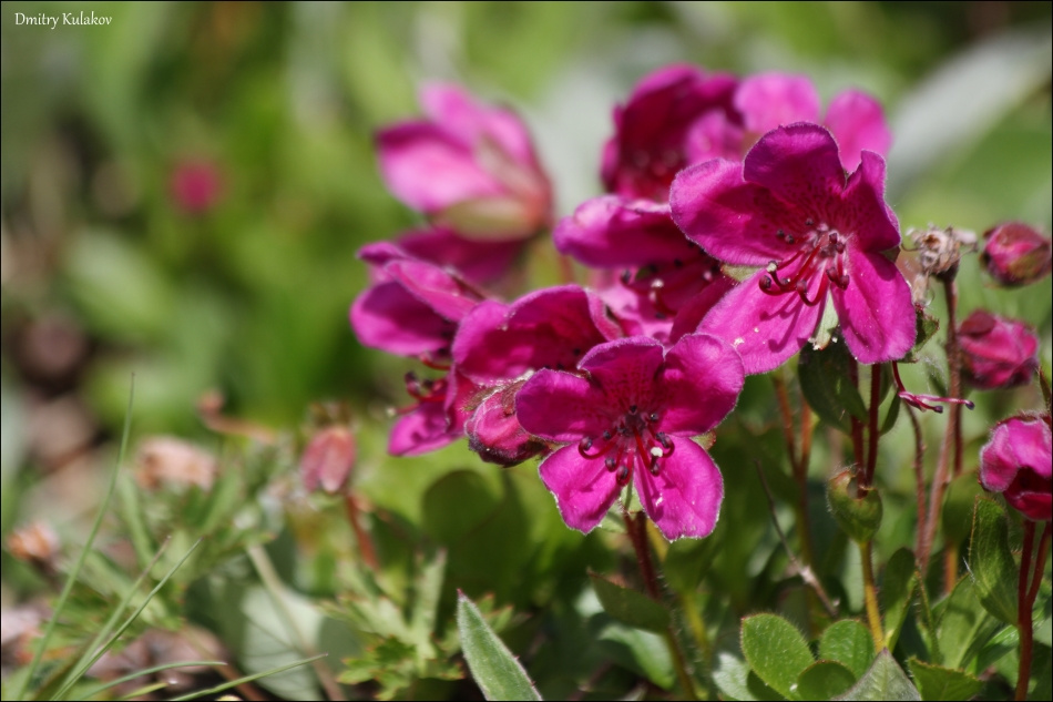 Рододендрон камчатский Рододендрон камчатский Rhododendron camtschaticum