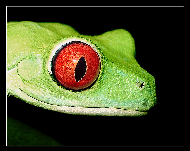 Портрет агалихниса Agalychnis callidryas