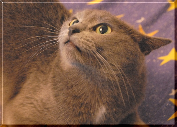 Кошь Кошка