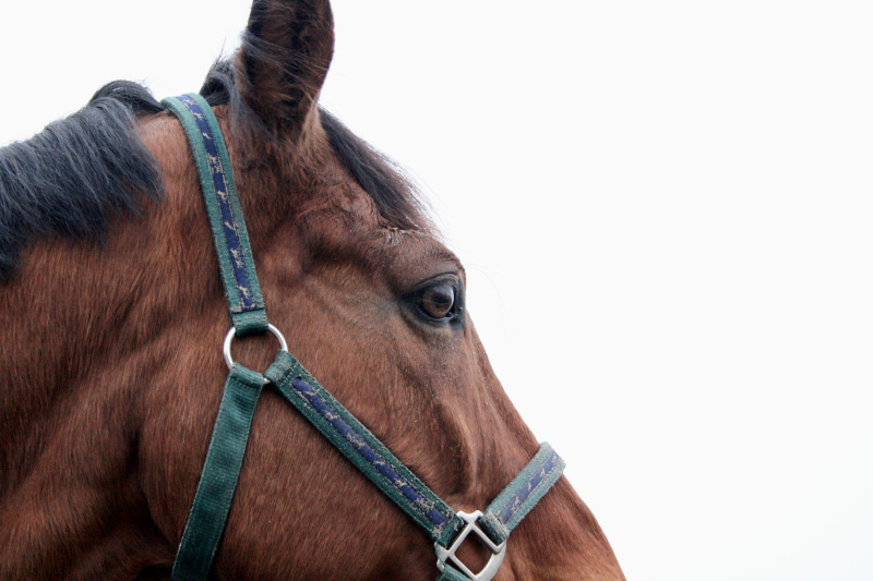 Взгляд лошадь horse eye глаз Битца