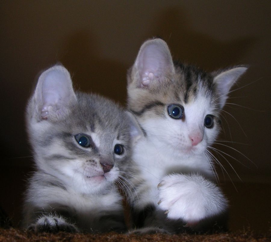 Кошшшки котята кошка кот