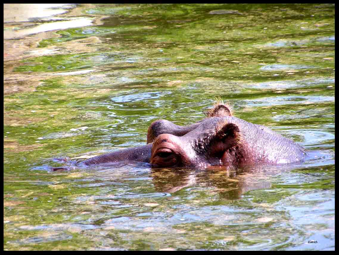 я водяной,я водяной бегемот вода