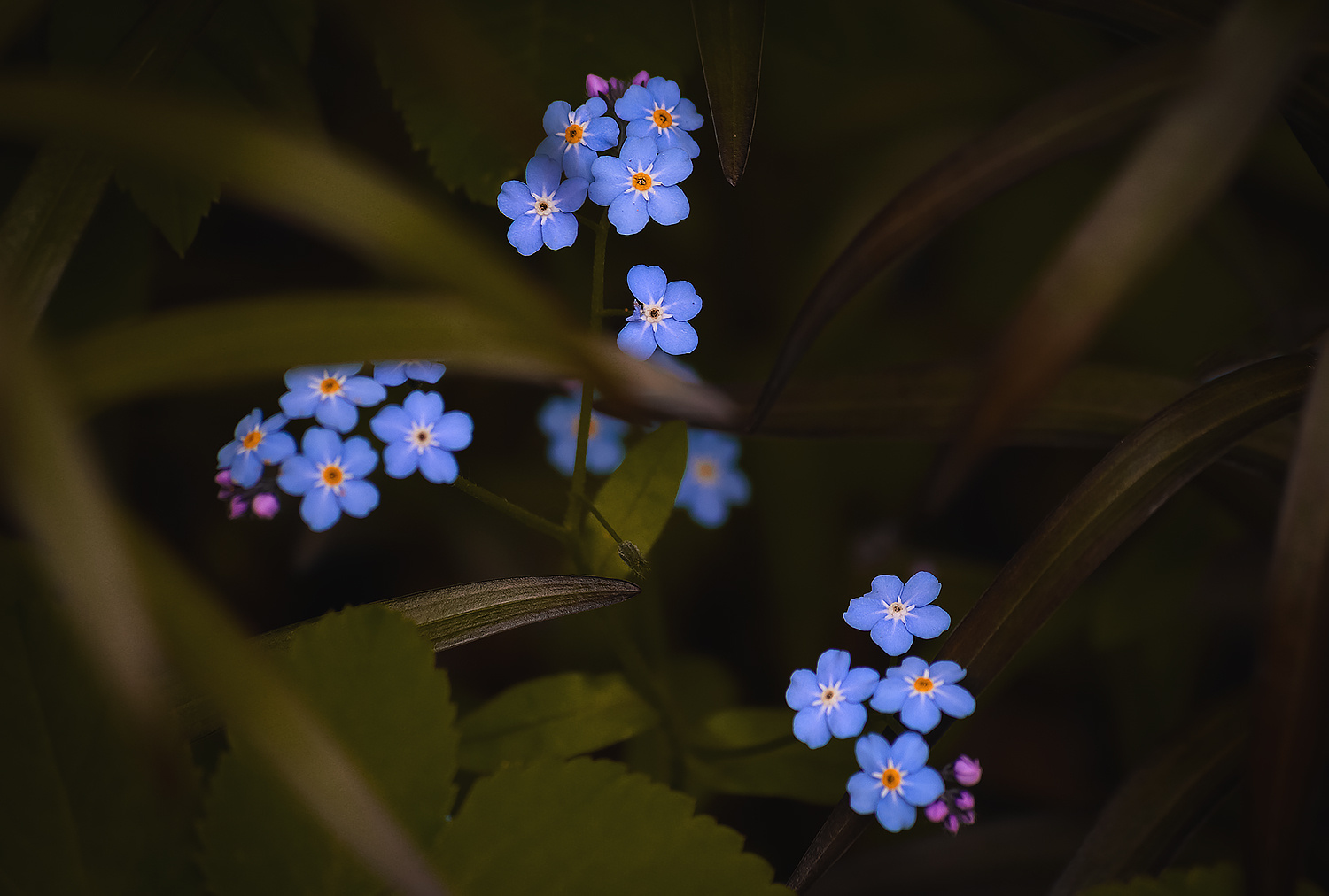 Цветы. цветы цветок природа