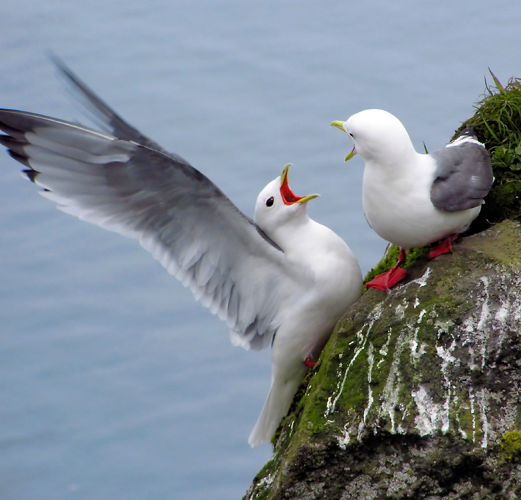 Склока Остров Св. Георгия, о-ва Прибылова, Red-legged Kittiwake, St. George Island, the Pribilofs, Bering Sea, Alaska