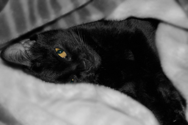 Кошке хочется спать... Кошка,спать