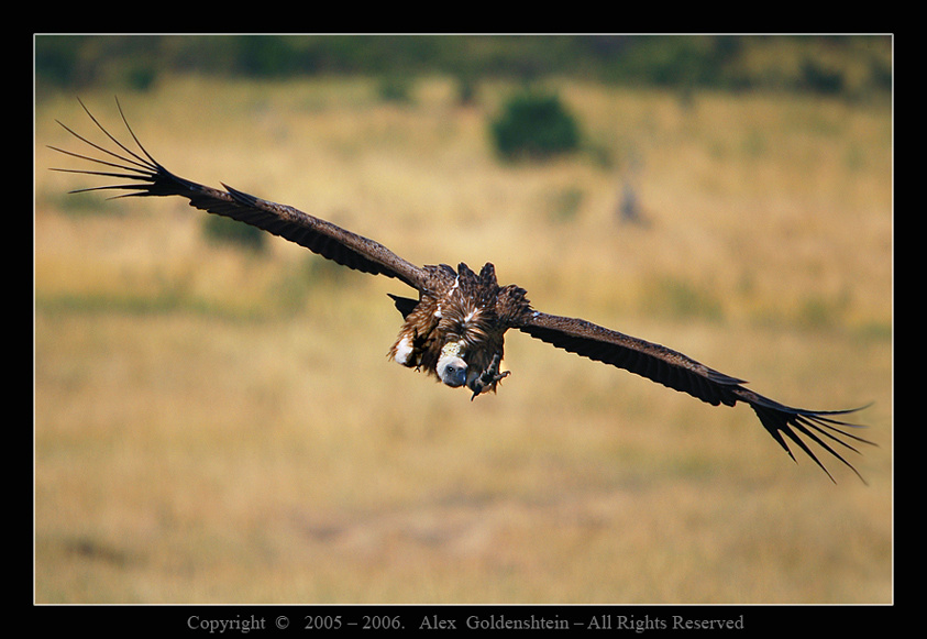 ГРИФ РЮППЕЛЯ (Gyps ruppellii) на бреющем :) Африка-Кения, Масай-Мара, Август-2006, Фото-Сафари с, Вадимом, Онищенко