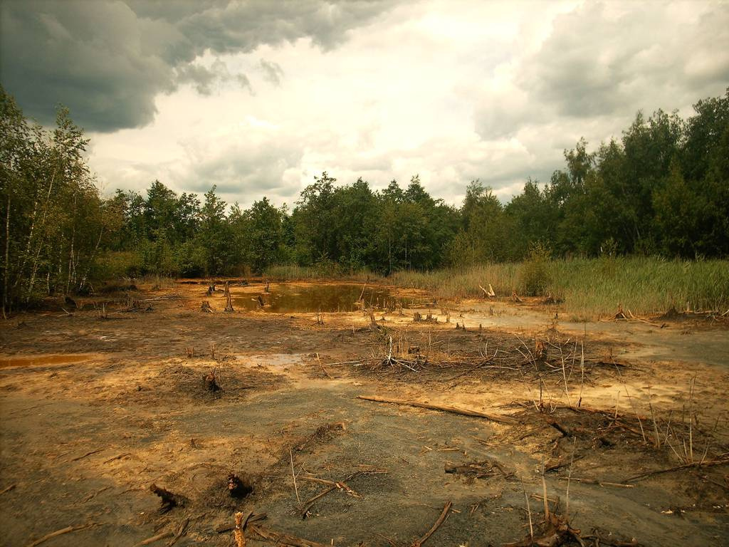 Environment лето болото лес