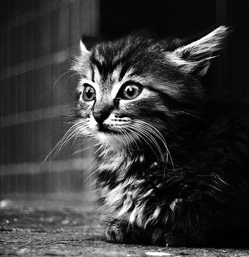 взгляд котёнок