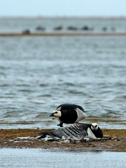 Потоп Белощекая казарка, Branta leucopsis, Barnacle Goose, Tobseda, Barents Sea, Arctic