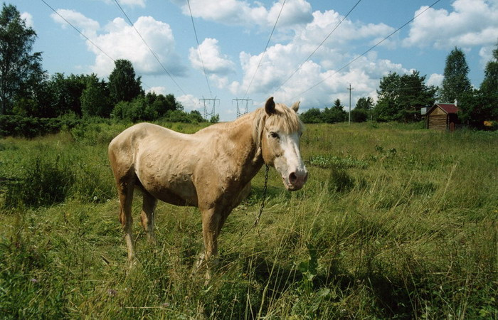 Лошадка 