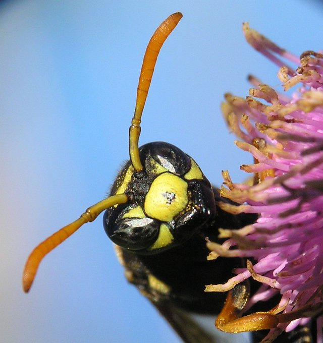 Polistes gallicus Оса бумажная polistes gallicus