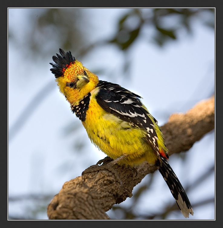 Модная барышня в черном жабо. Африка Ботсвана Crested Barbet