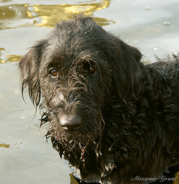 Forgotten... dog forgotten