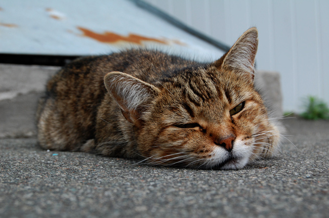 че нада? cat, кот, кортяра, коты, сплю, че нада