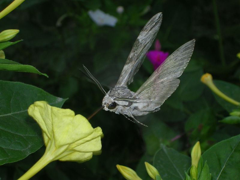 Мотылек 