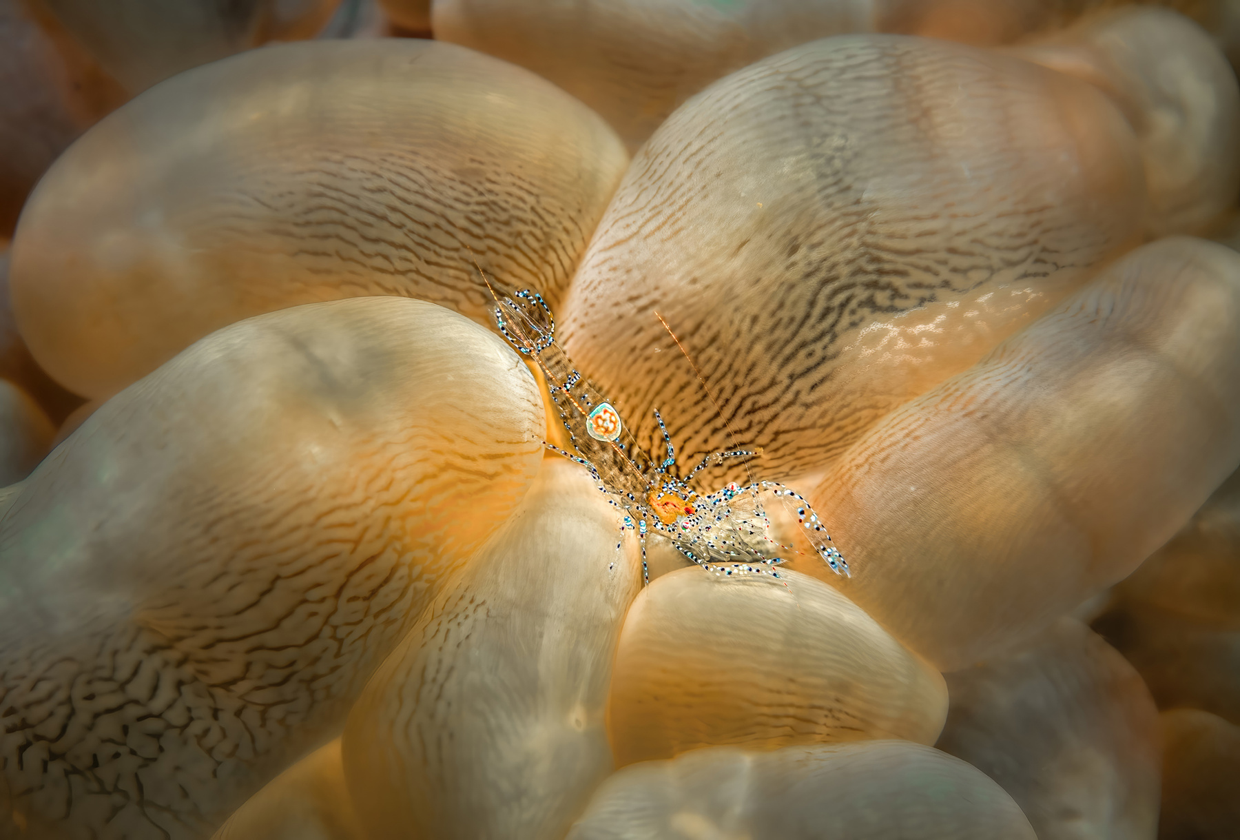 Коралловая креветка Коралловая креветка Vir philippinensis семейство Palaemonidae Индонезия Lembeh Лембе