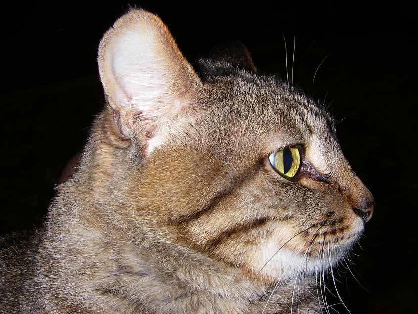 Охотник кот