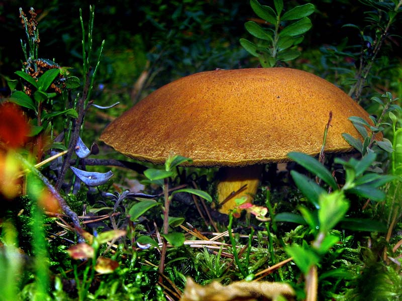 по-моему это ГРИБ, а по-вашему? лес гриб охота модератор