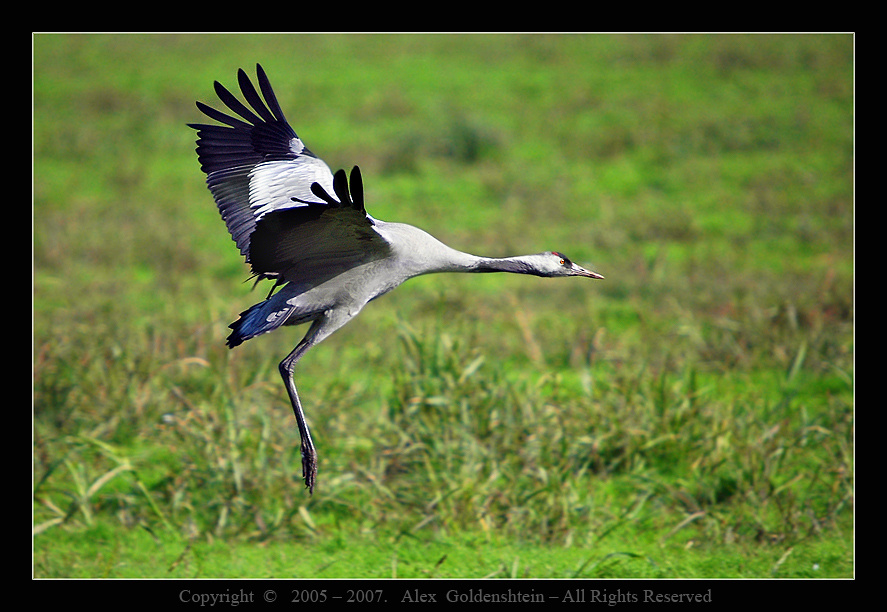 Серый журавль — Grus grus. Common-Crane Grus-Grus Серый журавль Ахула, Израиль