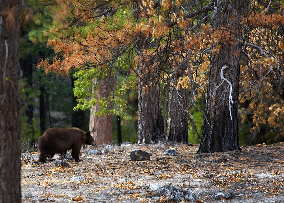 В погоне за медведем... bear, Yosemite, медведь
