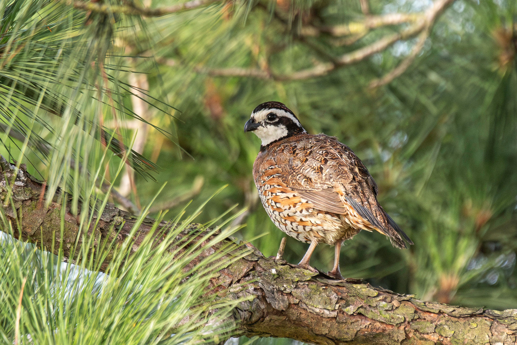перепёлка Виргинский перепел Colinus virginianus Northern Bobwhite