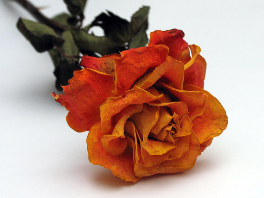 Yellow-roze 