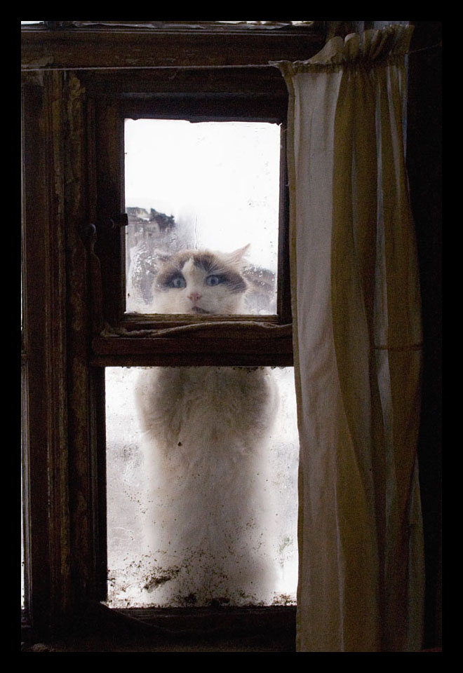 Кошкофото кошкофото кошка на окошке